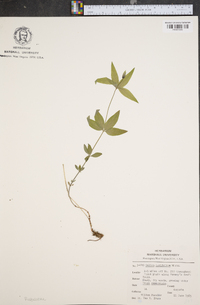 Galium latifolium image